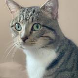 Photo de chat perdu à Saint Maur Des Fosses