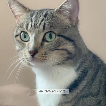 Photo 1/1 Loulou Chat perdu à Saint maur des fosses