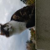 Photo de chat perdu à Saint Vallier