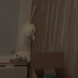 Photo de chat perdu à Geraudot