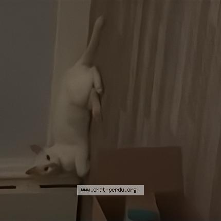 Photo 1/1 Chat retrouvé Perdu à Geraudot