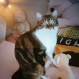 Photo de chat perdu à Biffontaine