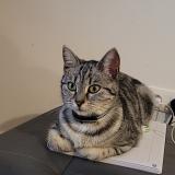 Photo de chat perdu à Bornel