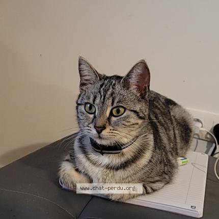 Photo 1/1 Miya Chat perdu à Bornel