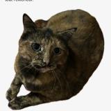 Photo de chat perdu à Auch