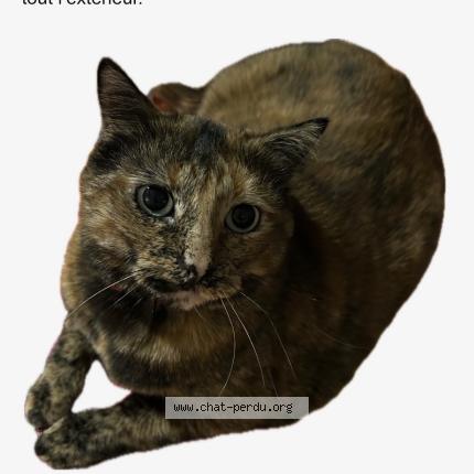 Photo 1/1 Minette Chat perdu à Auch