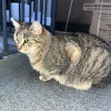 Photo de chat perdu à Valentigney