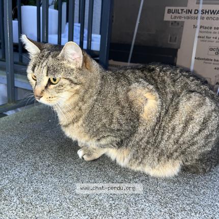 Photo 1/1 Olympe Chat perdu à Valentigney