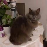 Photo de chat perdu à Middelkerke