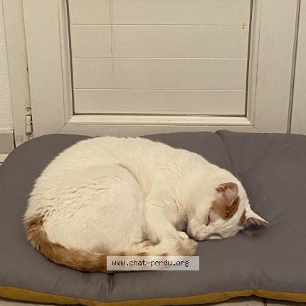 Photo 1/1 Max Chat perdu à Doazit