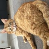 Photo de chat perdu à Mulsans