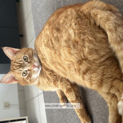 Photo 1/1 Ruby Chat perdu à Mulsans