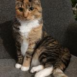 Photo de chat perdu à Hellemmes