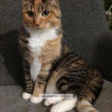 Photo 1/1 Chat retrouvé Perdu à Hellemmes