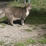 Photo de chat trouvé à Saint Florent Le Vieil