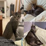 Photo de chat retrouvé à La Plata