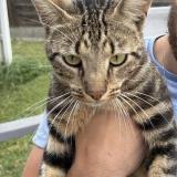 Photo de chat perdu à Toulouse