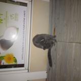 Photo de chat trouvé à Poua