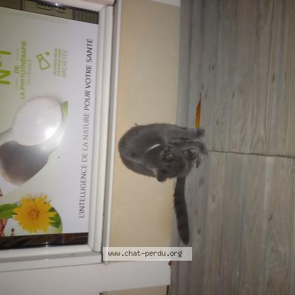 Photo 1/1 Chat trouvé Trouvé à Poua