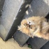 Photo de chat perdu à Savigny Sur Orge