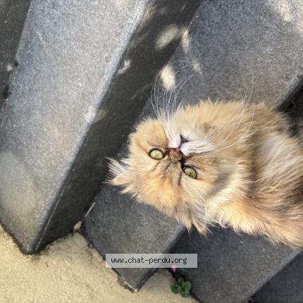 Photo 1/1 Chat retrouvé Perdu à Savigny sur orge