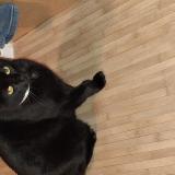 Photo de chat perdu à La Teste De Buch