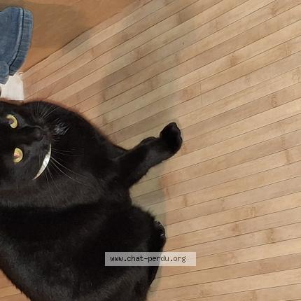 Photo 1/1 Chat retrouvé Perdu à La teste de buch