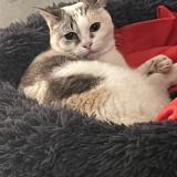 Photo de chat perdu à Lattes