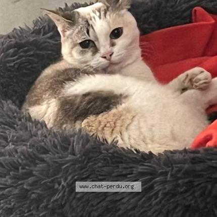 Photo 1/1 Swing Chat perdu à Lattes