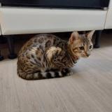 Photo de chat perdu à Ennetiere En Weppe