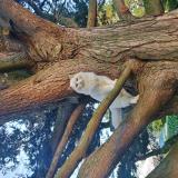 Photo de chat perdu à Semblancay