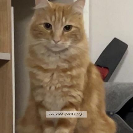 Photo 1/1 Chat retrouvé Perdu à Melun