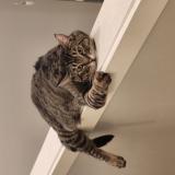 Photo de chat perdu à Portland