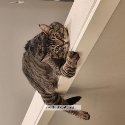 Photo 1/1 Indica Chat perdu à Portland