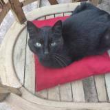 Photo de chat perdu à Jassans