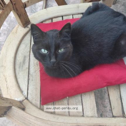 Photo 1/1 Minette Chat perdu à Jassans