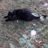 Photo de chat perdu à Craon