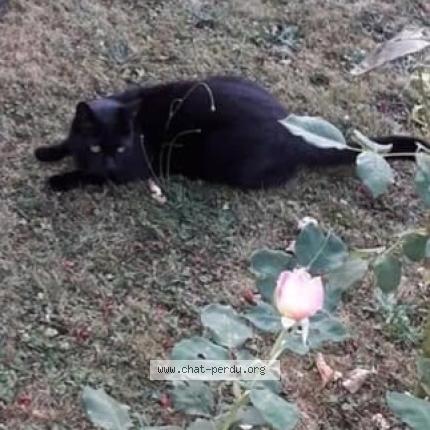 Photo 1/1 Mimi Chat perdu à Craon