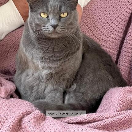 Photo 1/1 Popy Chat perdu à Montpellier