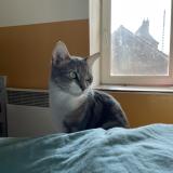 Photo de chat perdu à Noailles