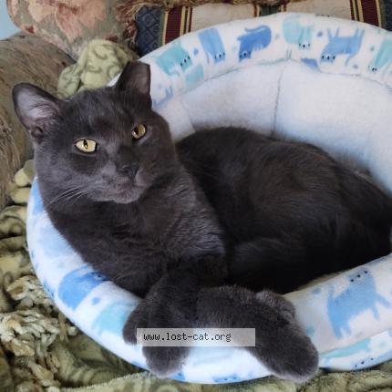 Photo 1/1 Erica L Goldman Chat perdu à Medina