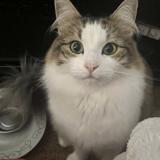 Photo de chat perdu à Auderghem