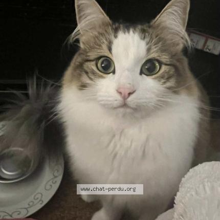 Photo 1/1 Miaou Chat perdu à Auderghem