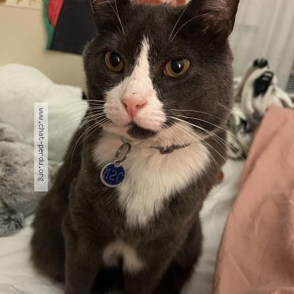 Photo 1/1 Doubi Chat perdu à Montreal