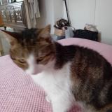 Photo de chat perdu à Lallaing