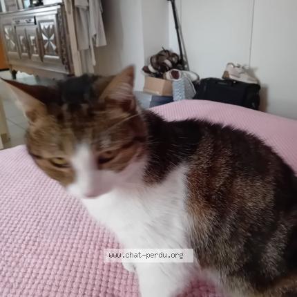Photo 1/1 Chat retrouvé Perdu à Lallaing