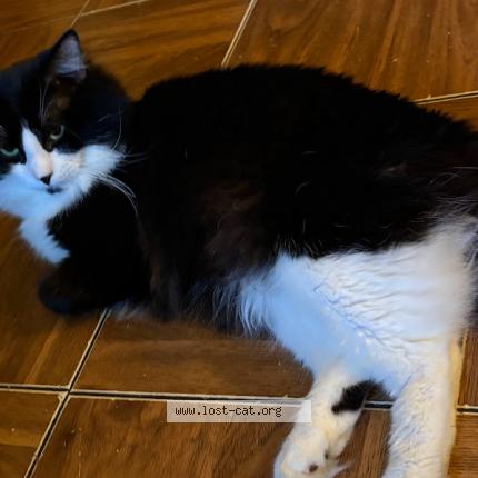 Photo 1/1 Rocky Boy Chat perdu à Memphis