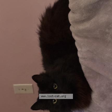 Photo 1/1 Ren Chat perdu à Lomita