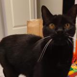 Photo de chat perdu à L Isle Jourdain