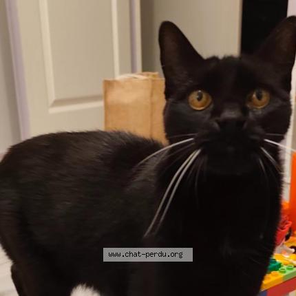Photo 1/2 Heaven Chat perdu à L isle jourdain